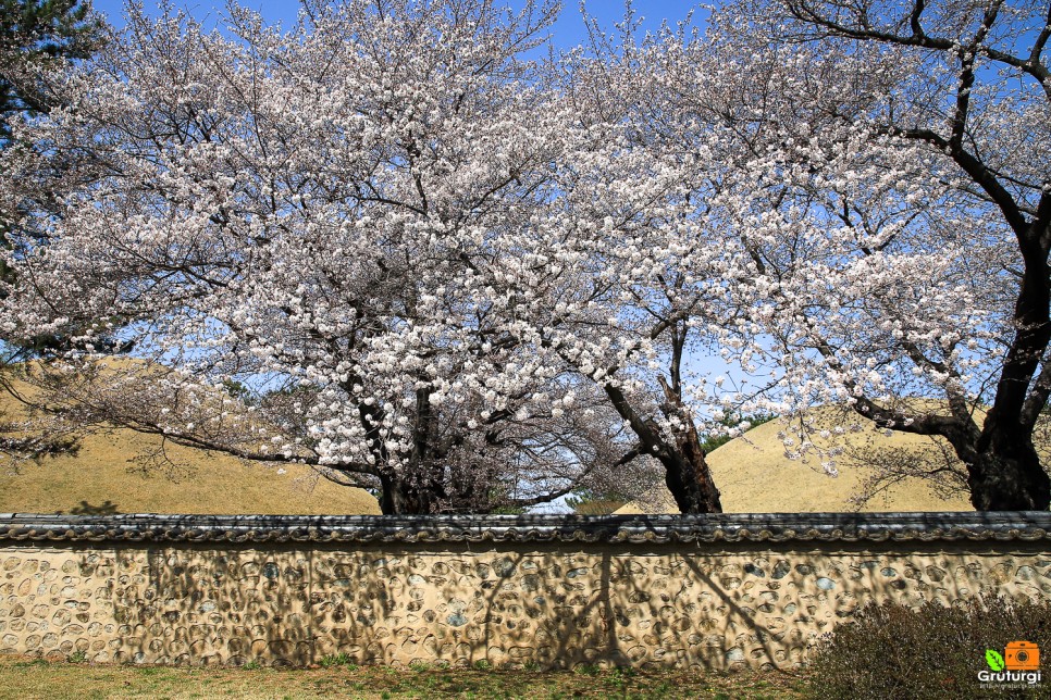 경주 대릉원 목련 포토존과 경주 벚꽃 명소 봄나들이