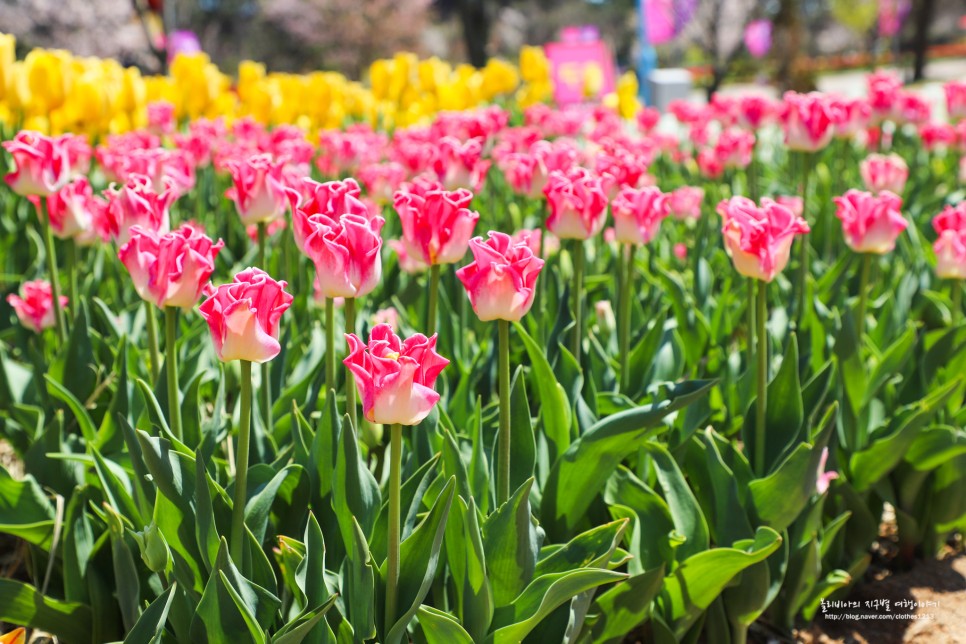 태안 튤립축제 안면도 공원 세계튤립꽃박람회 태안 꽃축제 코리아플라워파크