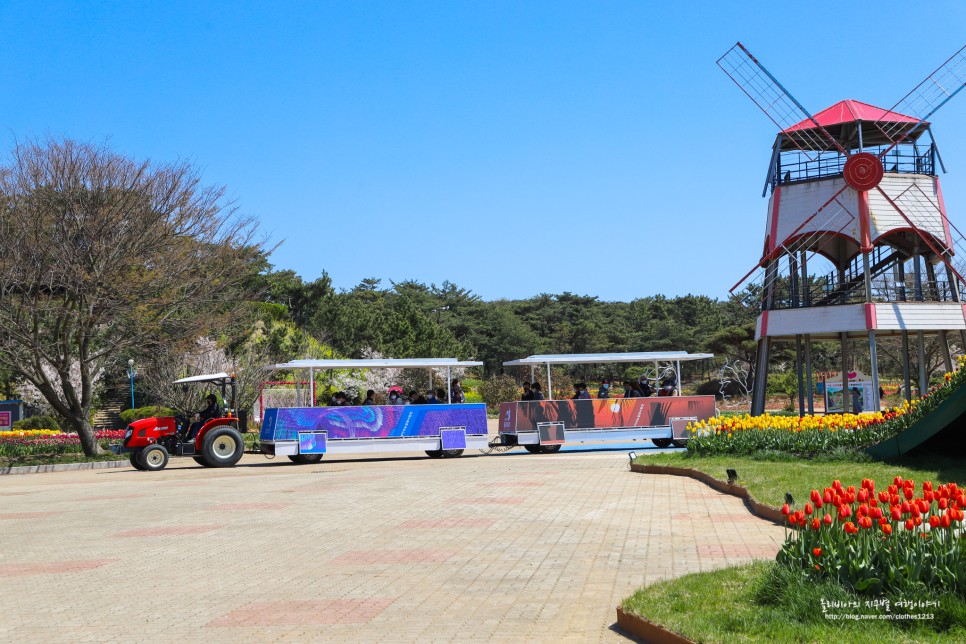 태안 튤립축제 안면도 공원 세계튤립꽃박람회 태안 꽃축제 코리아플라워파크