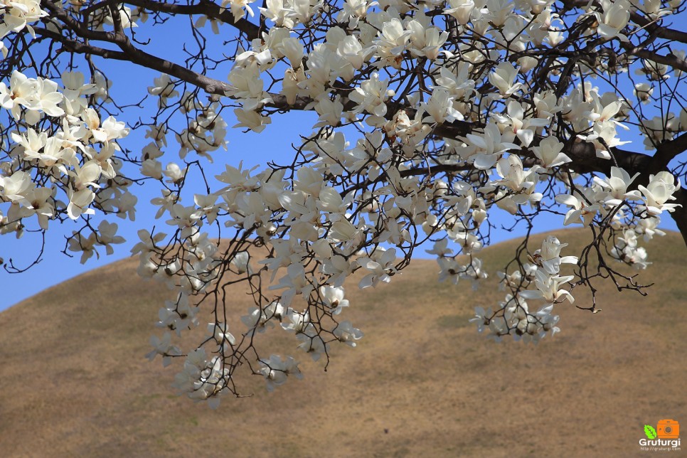 경주 대릉원 목련 포토존과 경주 벚꽃 명소 봄나들이