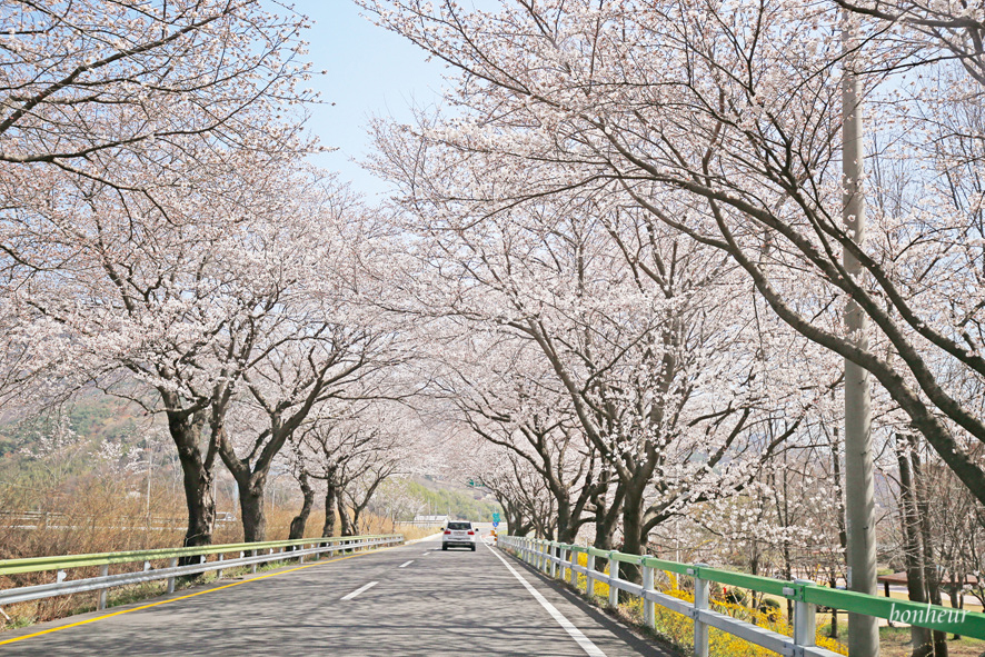 경남 하동 실시간 벚꽃 하동십리벚꽃길 날씨 맑음(주차 정보) 드라이브