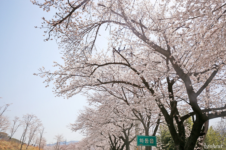 경남 하동 실시간 벚꽃 하동십리벚꽃길 날씨 맑음(주차 정보) 드라이브