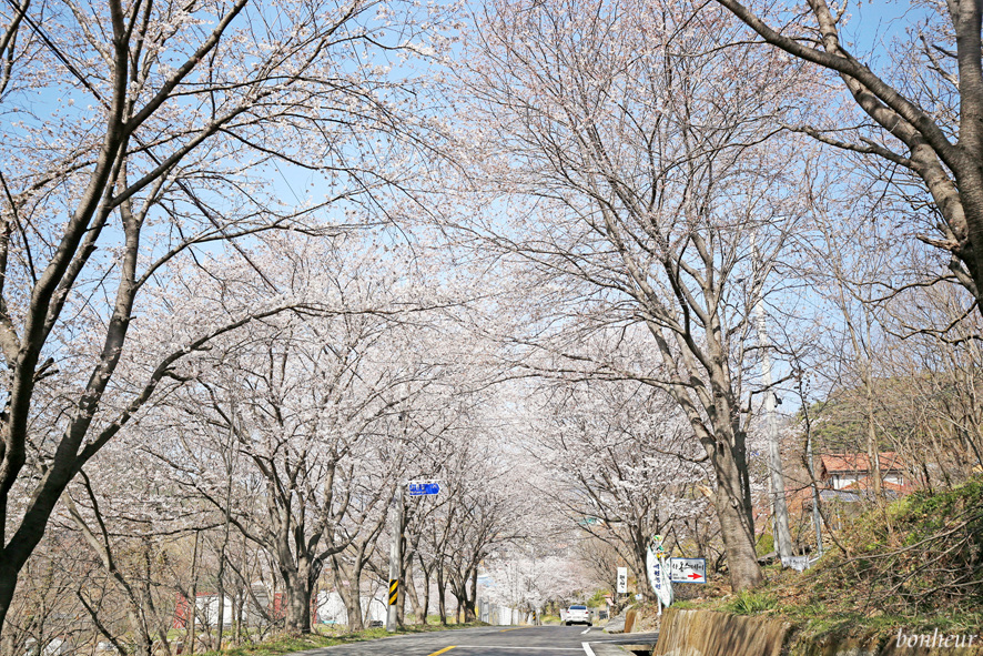 경남 하동 실시간 벚꽃 하동십리벚꽃길 날씨 맑음(주차 정보) 드라이브