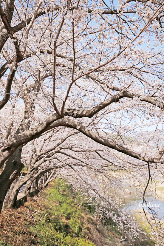 경남 하동 실시간 벚꽃 하동십리벚꽃길 날씨 맑음(주차 정보) 드라이브