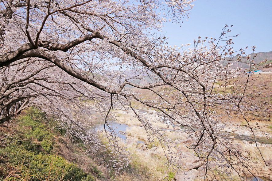 경남 하동 실시간 벚꽃 하동십리벚꽃길 날씨 맑음(주차 정보) 드라이브