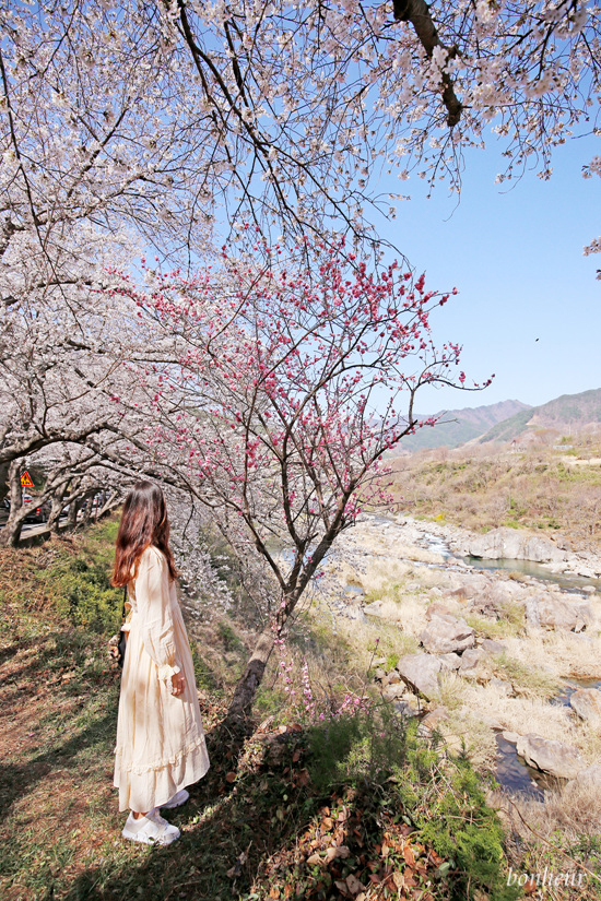 경남 하동 실시간 벚꽃 하동십리벚꽃길 날씨 맑음(주차 정보) 드라이브