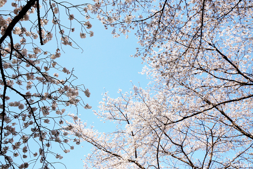 경남 하동 실시간 벚꽃 하동십리벚꽃길 날씨 맑음(주차 정보) 드라이브