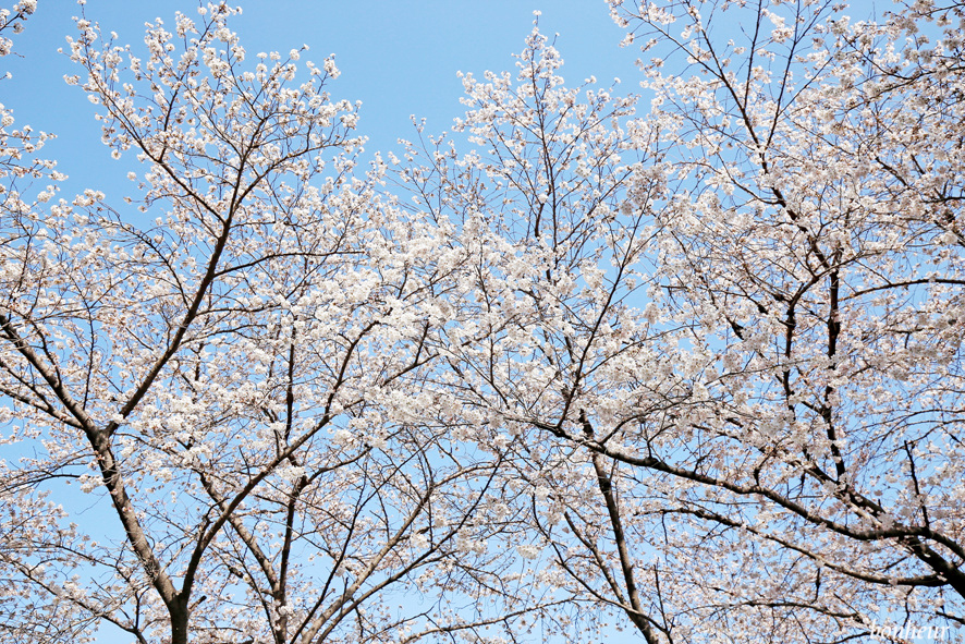 경남 하동 실시간 벚꽃 하동십리벚꽃길 날씨 맑음(주차 정보) 드라이브