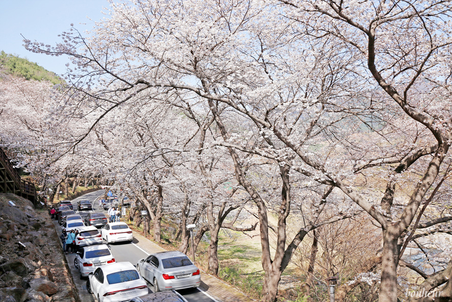 경남 하동 실시간 벚꽃 하동십리벚꽃길 날씨 맑음(주차 정보) 드라이브