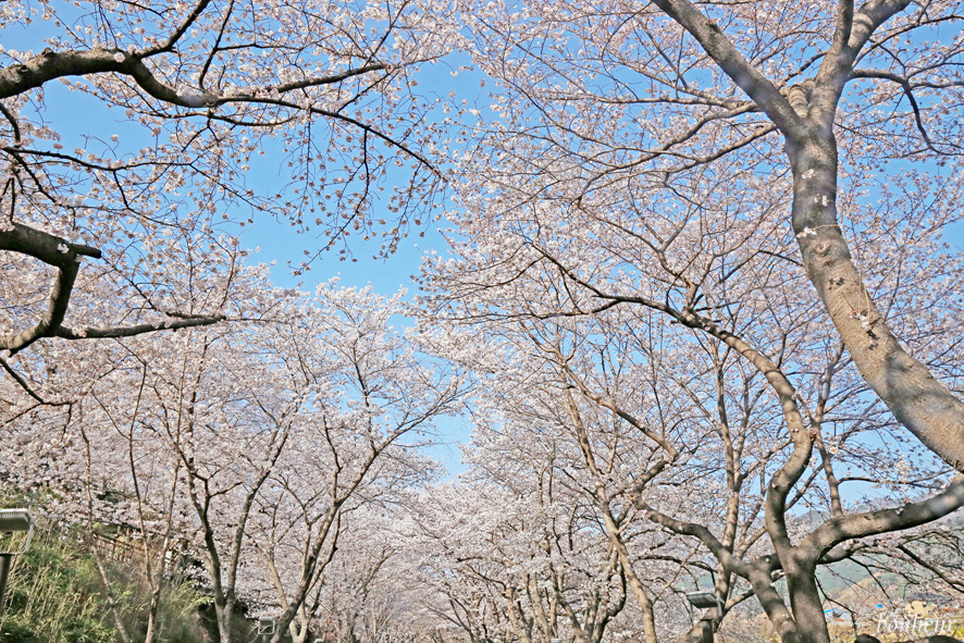 경남 하동 실시간 벚꽃 하동십리벚꽃길 날씨 맑음(주차 정보) 드라이브