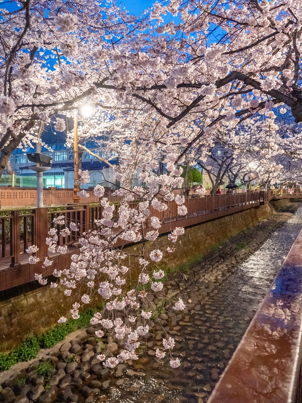 실시간 진해 벚꽃 명소 경화역 공원 여좌천 로망스다리 4월 꽃구경