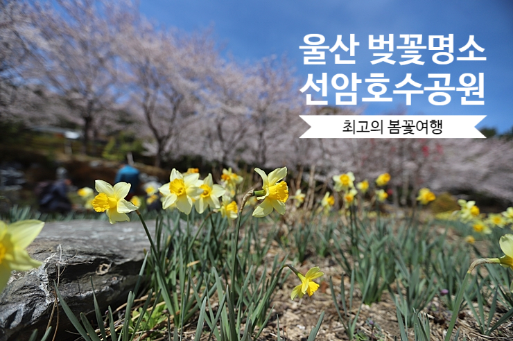 울산 벚꽃명소 선암호수동원 (4월1일) 최고의 봄꽃을 맞이하다.
