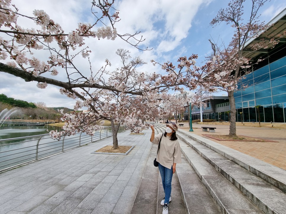 2022 울산 벚꽃 개화시기 울산대공원 현재 모습은?