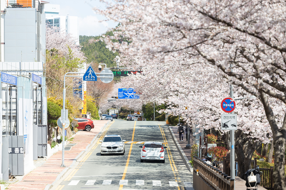 부산 벚꽃 명소 데이트 코스 해운대 달맞이길, 남천동 벚꽃 실시간