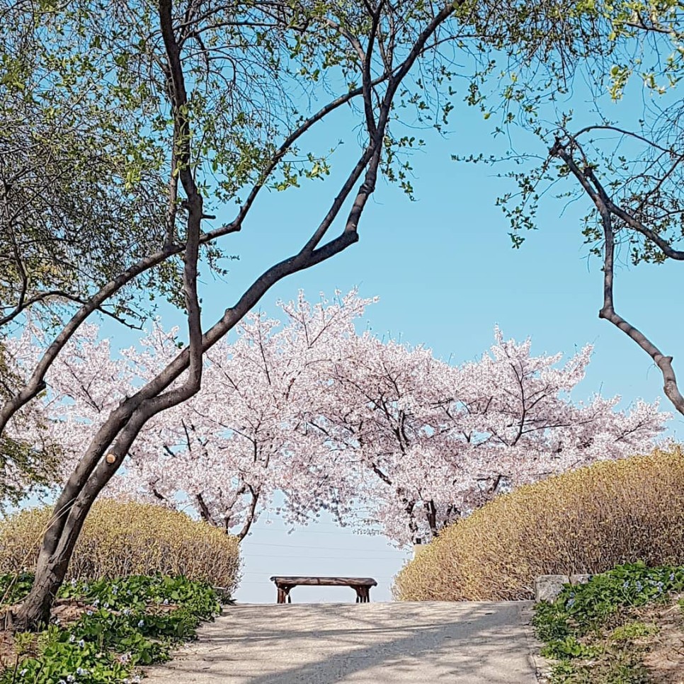 [서울 벚꽃 명소] 흩날리는 벚꽃잎이 가득한 서울 공원 나들이 :: 올림픽공원, 서울숲, 여의도 한강공원, 선유도공원, 서울 가볼 만한 곳