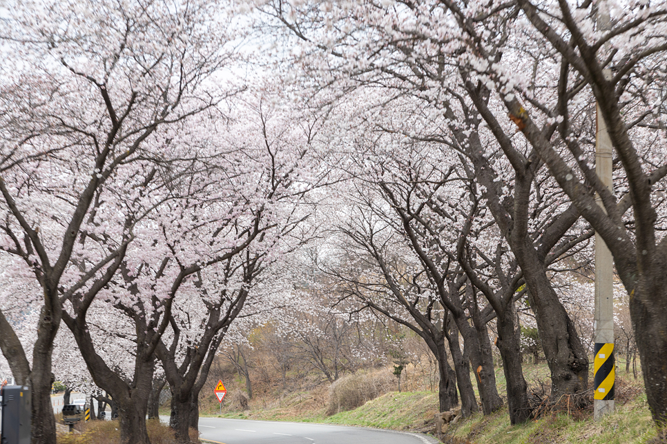 부산 근교 여행지 벚꽃 경남 합천 백리벚꽃길 합천호 실시간 4월 봄꽃구경