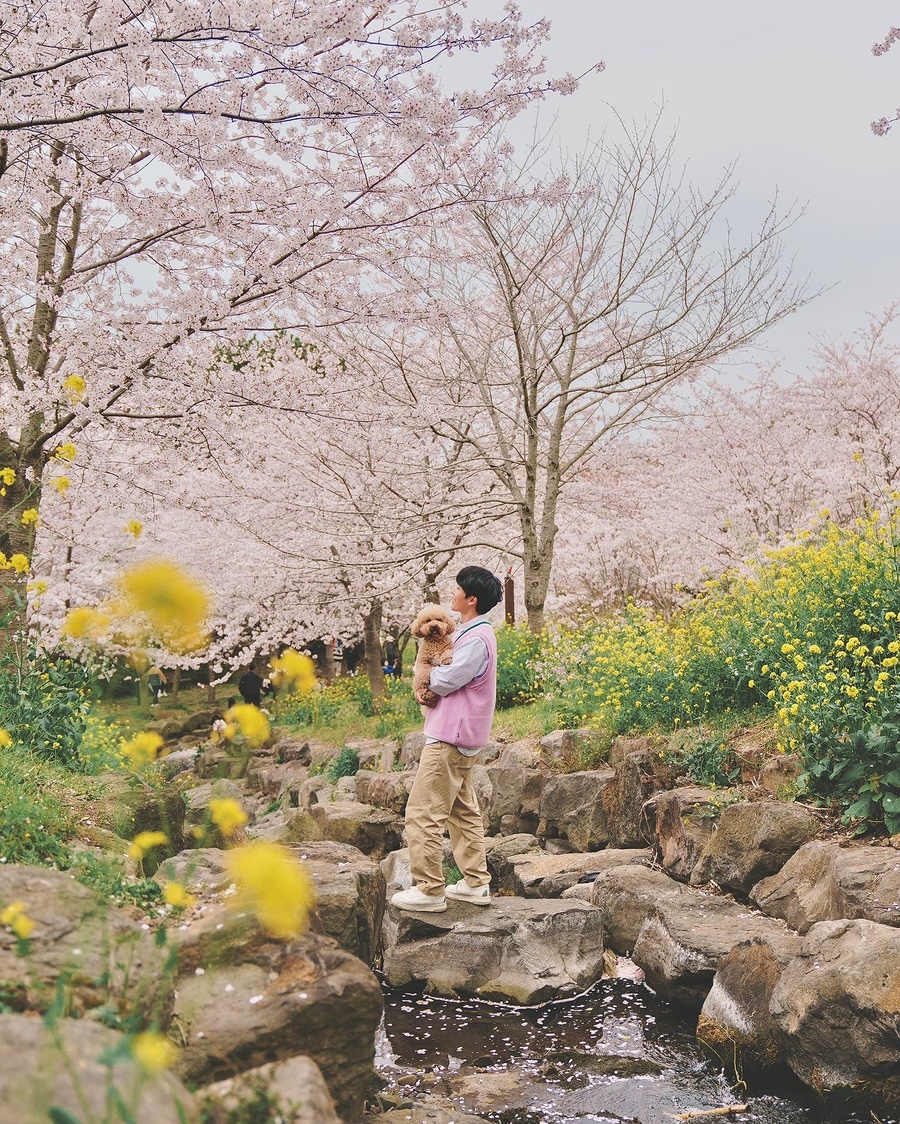 제주 서귀포 가볼만한곳 예래생태공원 벚꽃 & 엉덩물계곡 유채꽃 명소