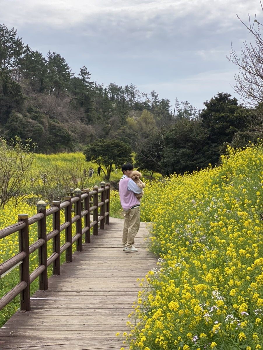 제주 서귀포 가볼만한곳 예래생태공원 벚꽃 & 엉덩물계곡 유채꽃 명소