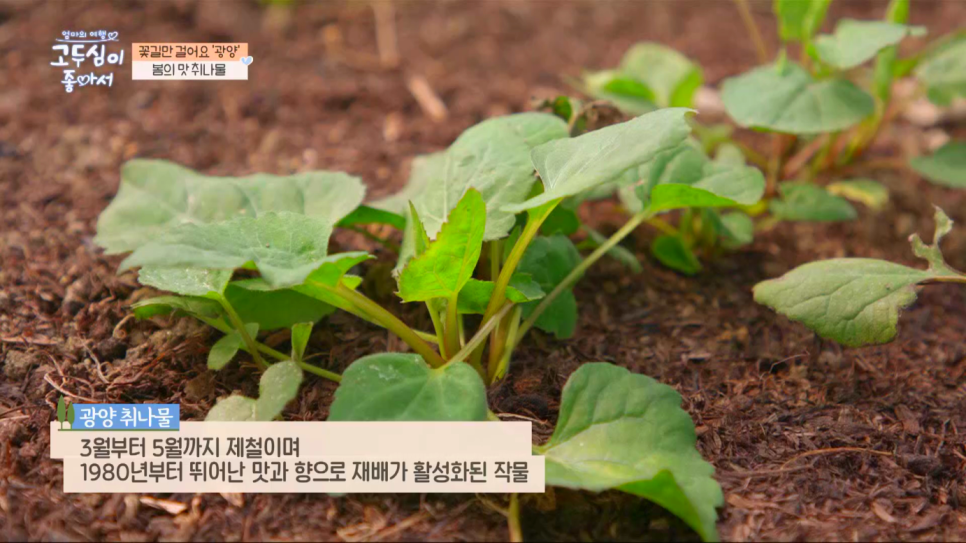 전남 여행지 추천 광양 가볼만한곳 고두심이 좋아서 촬영지 LG헬로비전 x 채널A