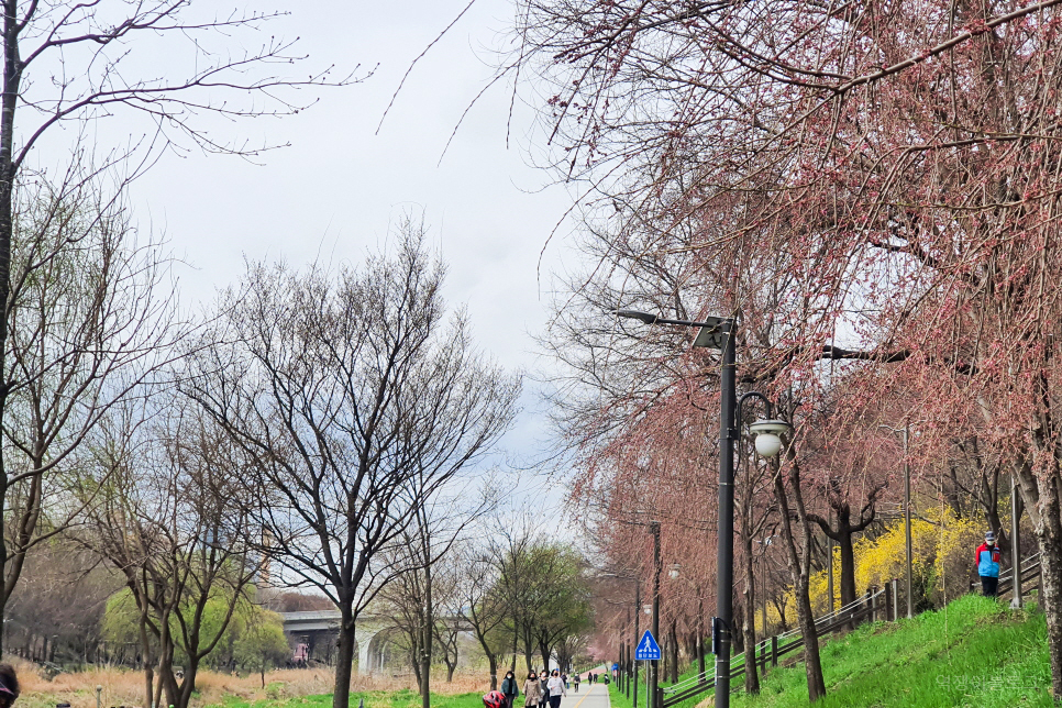 양재천 벚꽃 서울 산책하기 좋은곳 서울 봄꽃 구경은 벚꽃길과 함께