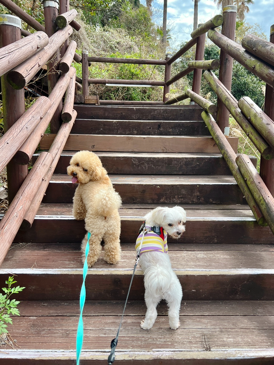 제주 서귀포 가볼만한곳 예래생태공원 벚꽃 & 엉덩물계곡 유채꽃 명소