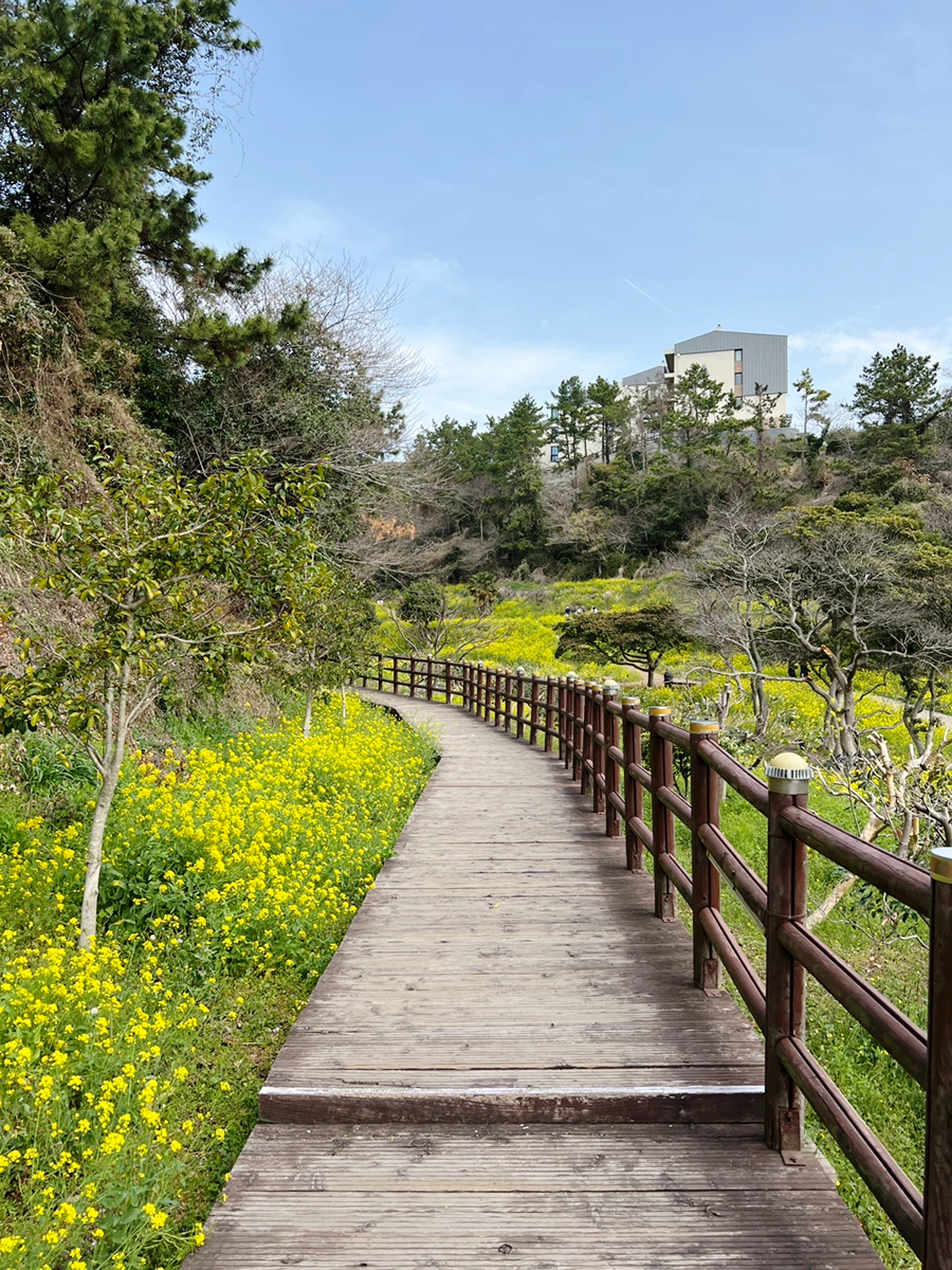 제주 서귀포 가볼만한곳 예래생태공원 벚꽃 & 엉덩물계곡 유채꽃 명소