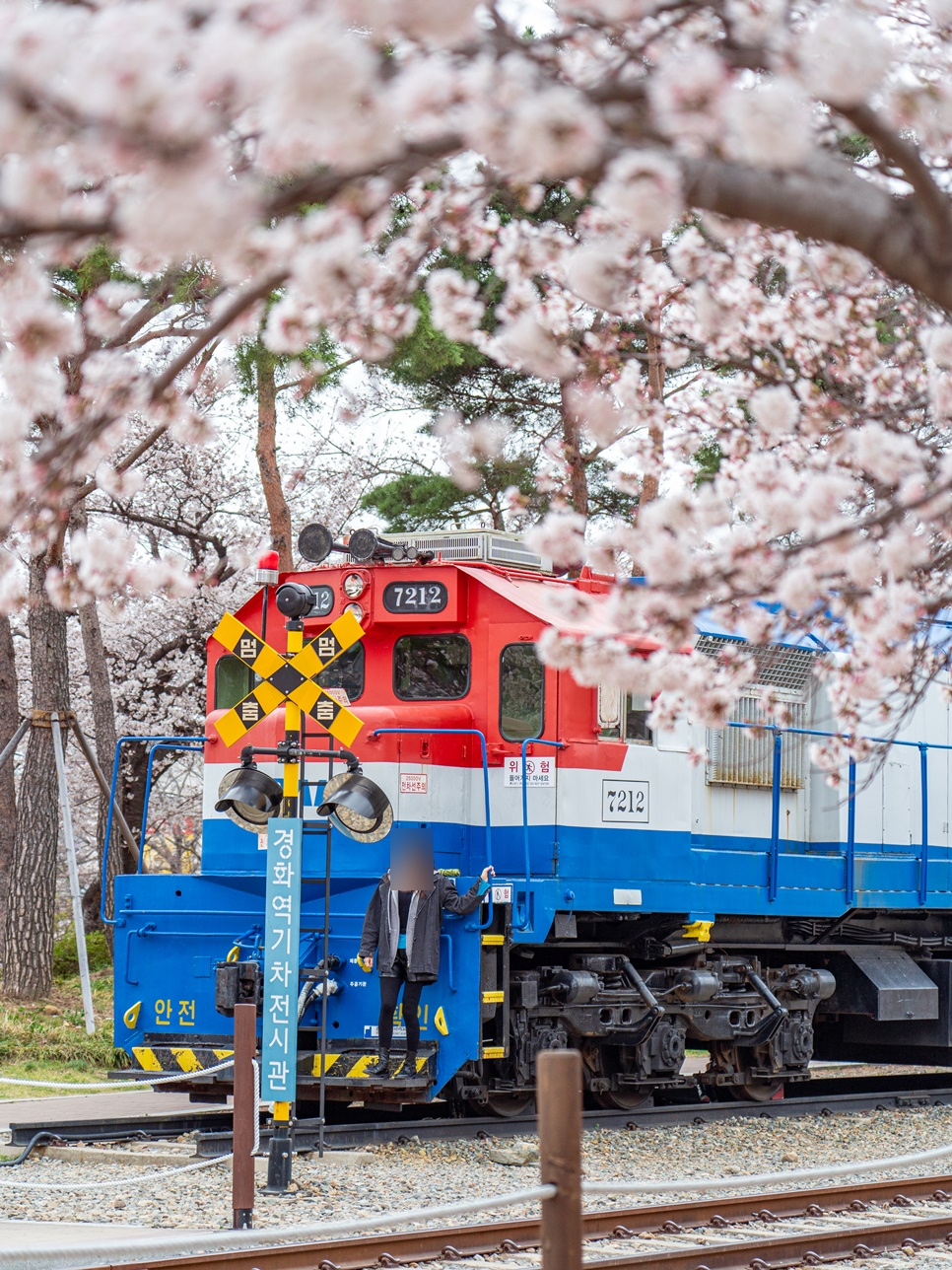 실시간 진해 벚꽃 명소 경화역 공원 여좌천 로망스다리 4월 꽃구경