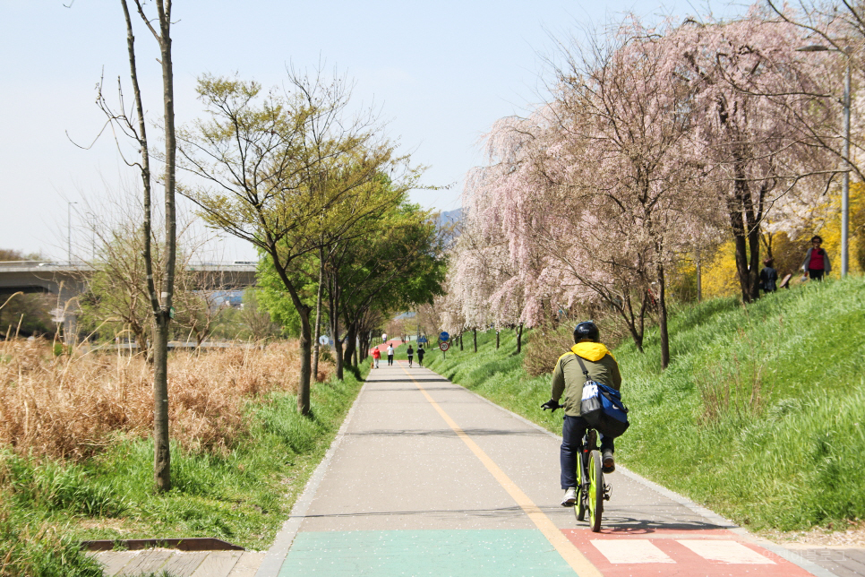 양재천 벚꽃 서울 산책하기 좋은곳 서울 봄꽃 구경은 벚꽃길과 함께