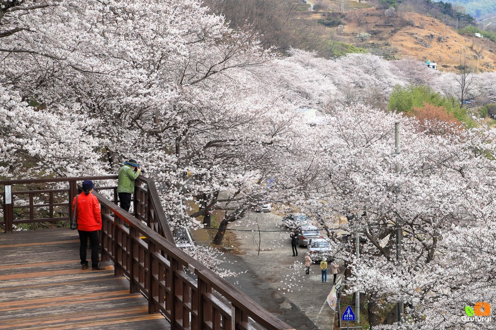경남 하동 벚꽃 명소 하동 십리벚꽃길 만개 시기 실시간 CCTV