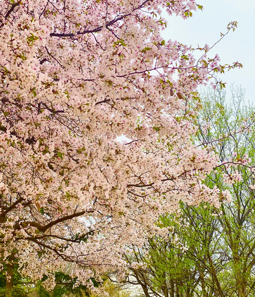 [서울 벚꽃 명소] 흩날리는 벚꽃잎이 가득한 서울 공원 나들이 :: 올림픽공원, 서울숲, 여의도 한강공원, 선유도공원, 서울 가볼 만한 곳