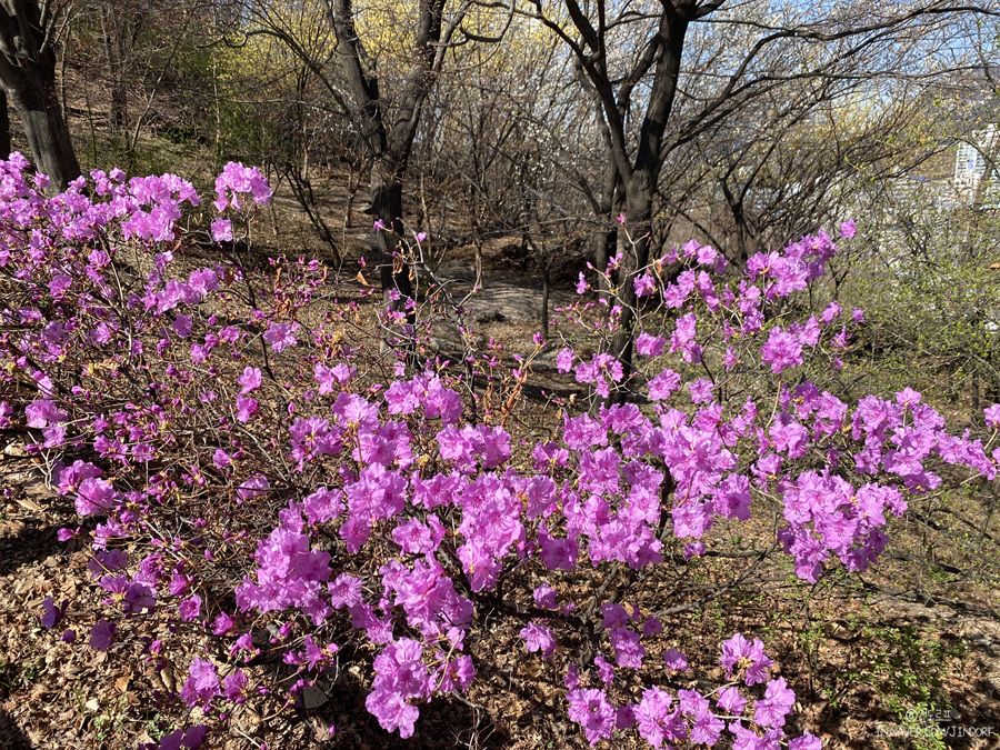 서울 낙산공원 4월 봄꽃 구경 이화마을 한양도성순성길 주말 나들이!