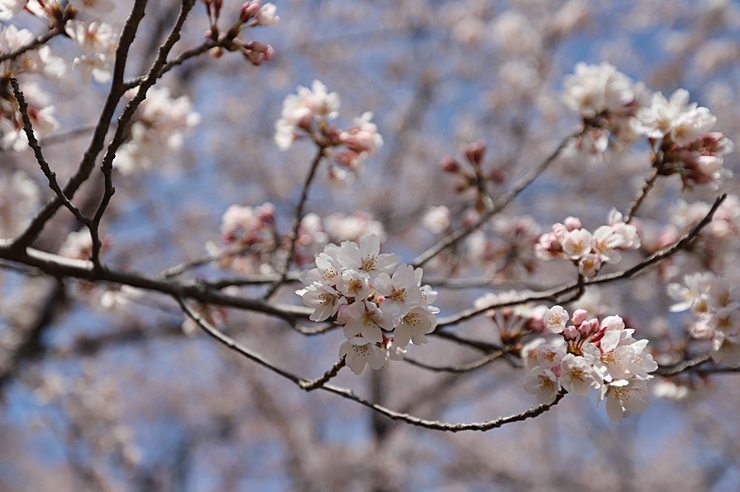 울산 벚꽃명소 선암호수동원 (4월1일) 최고의 봄꽃을 맞이하다.