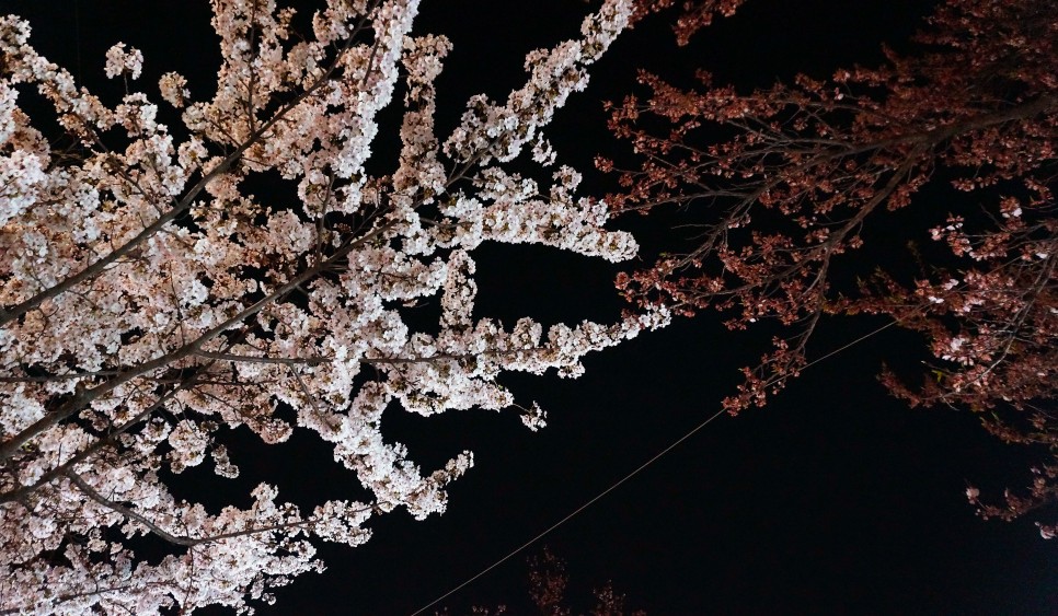 [서울 벚꽃 명소] 흩날리는 벚꽃잎이 가득한 서울 공원 나들이 :: 올림픽공원, 서울숲, 여의도 한강공원, 선유도공원, 서울 가볼 만한 곳