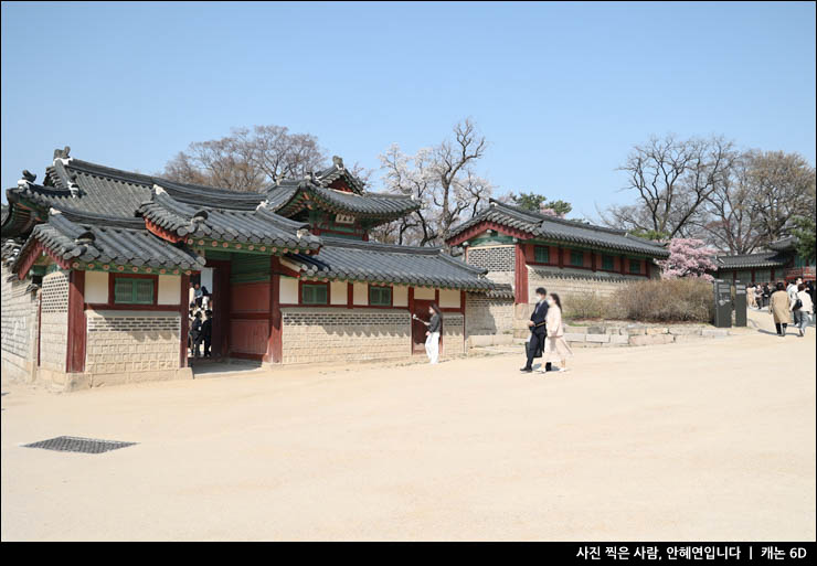 꽃구경 궁궐 나들이 서울 매화 명소 창덕궁 홍매화 낙선재 한복