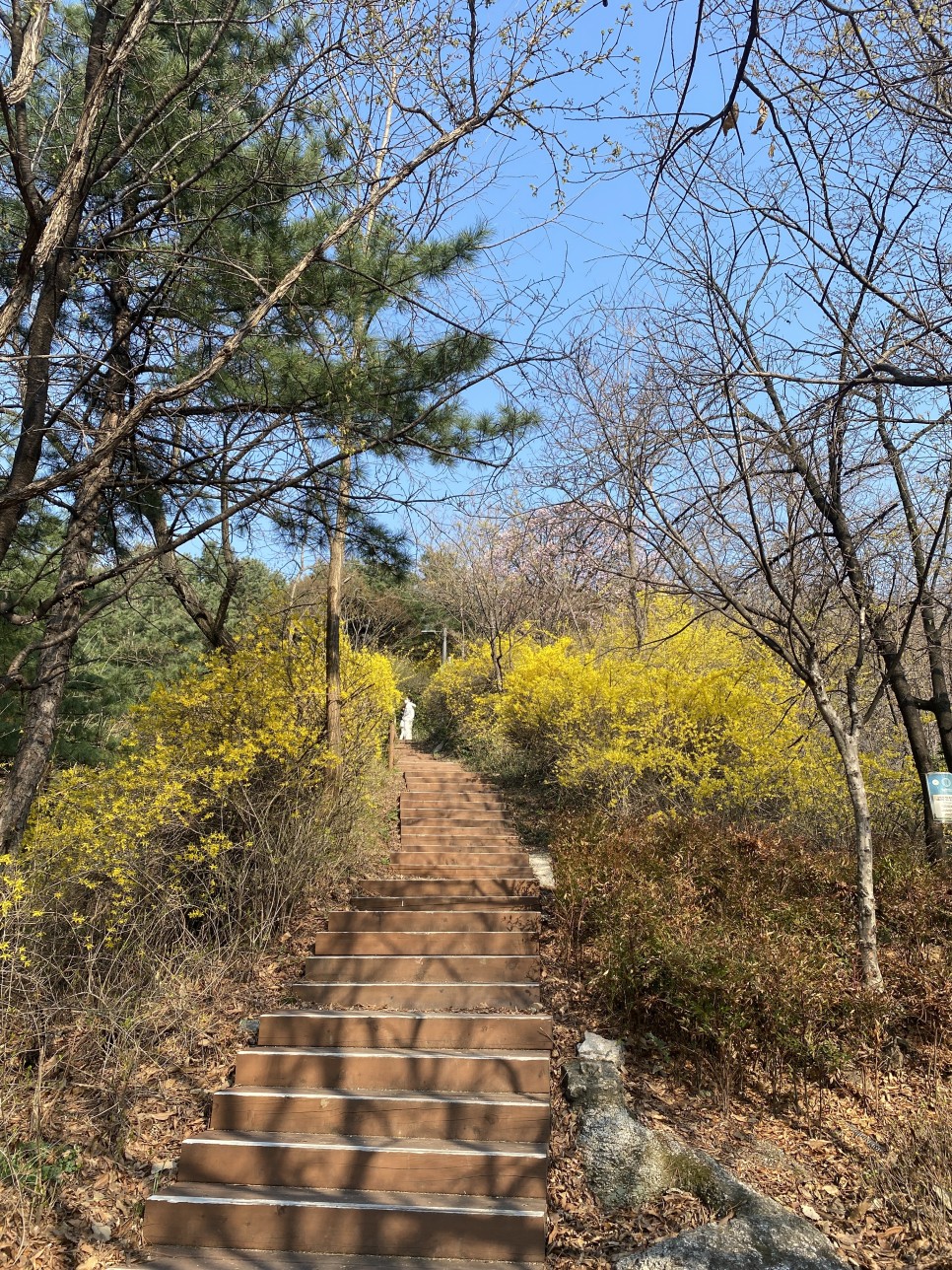 서울 응봉산 개나리 만개 4월 꽃구경 봄나들이 가세요!