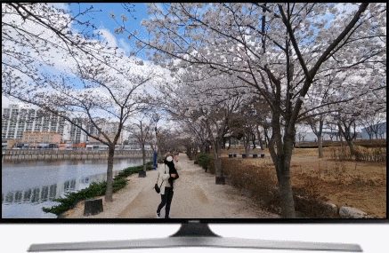대구 근교 벚꽃 명소 영천 가볼만한곳 우로지 호수공원 개화 상황