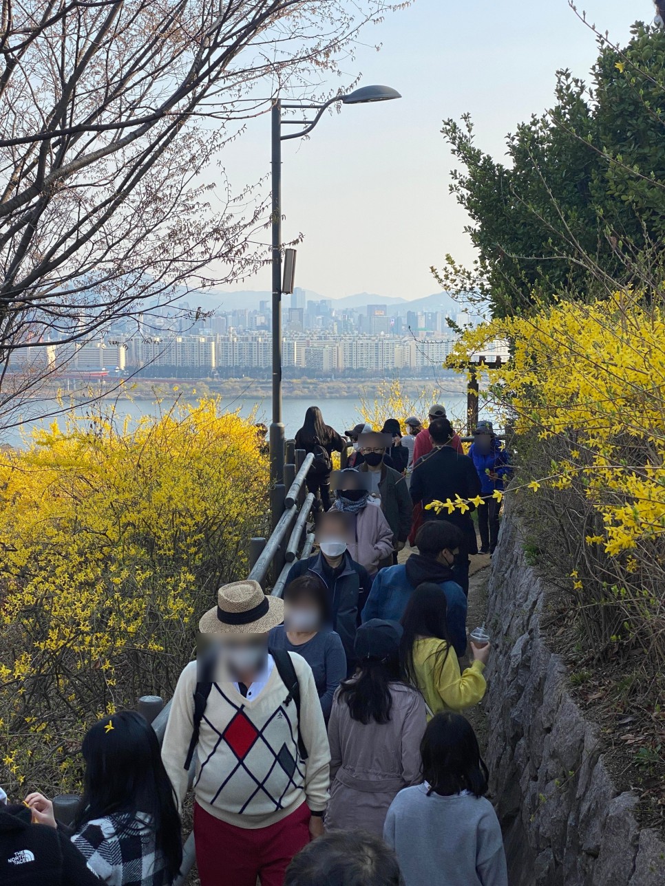 서울 응봉산 개나리 만개 4월 꽃구경 봄나들이 가세요!