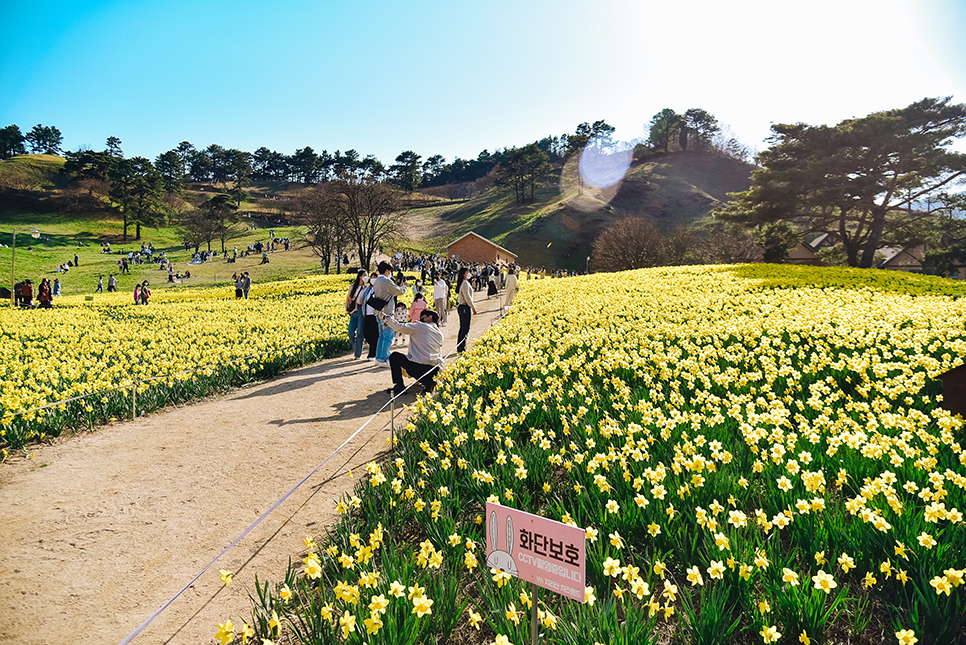4월 꽃구경 전남 구례 지리산 치즈랜드 수선화 만개 & 산수유마을