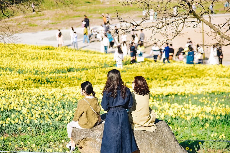 4월 꽃구경 전남 구례 지리산 치즈랜드 수선화 만개 & 산수유마을