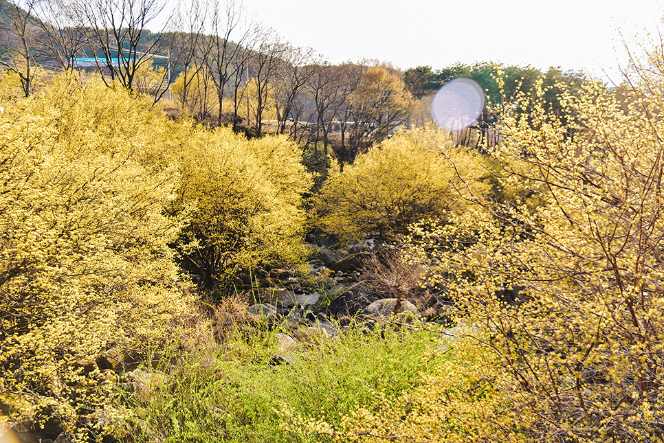 4월 꽃구경 전남 구례 지리산 치즈랜드 수선화 만개 & 산수유마을