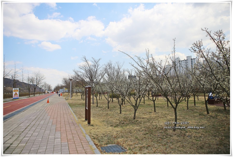 4월 인천 가볼만한곳 서구 경인 아라뱃길 매화동산