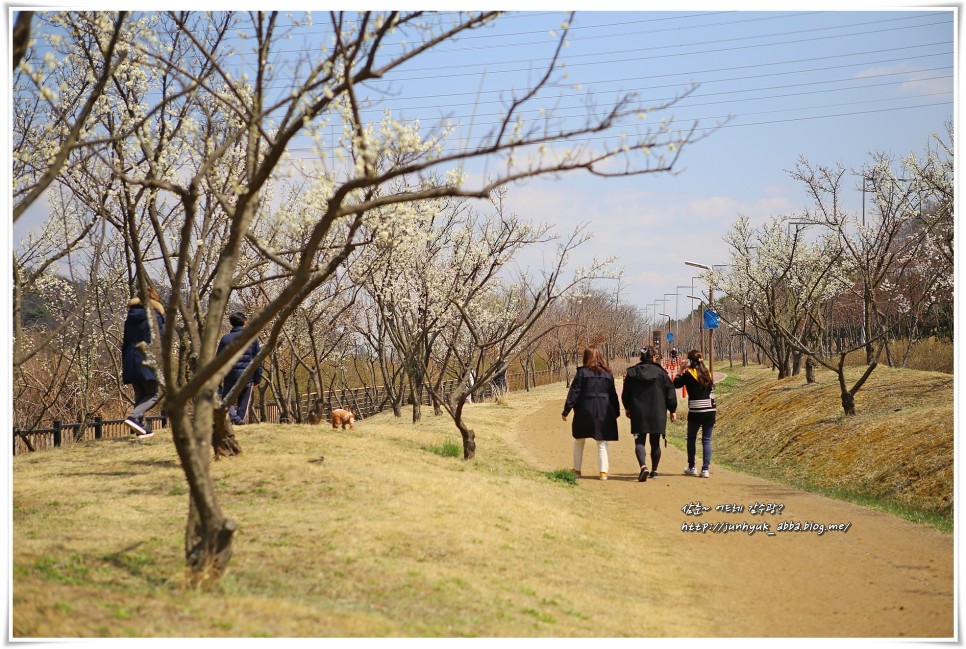 4월 인천 가볼만한곳 서구 경인 아라뱃길 매화동산