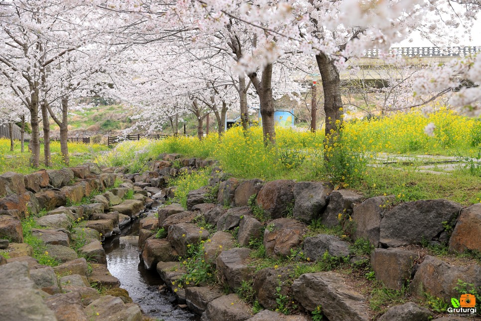 여자 혼자 국내여행 서귀포 관광지 제주 예래생태공원 벚꽃 혼자놀기