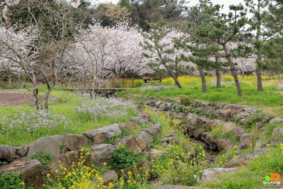 여자 혼자 국내여행 서귀포 관광지 제주 예래생태공원 벚꽃 혼자놀기