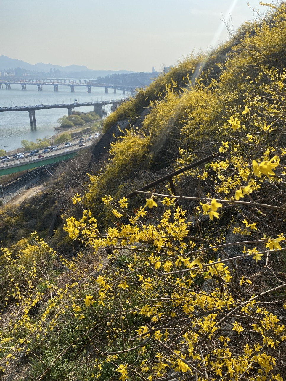 서울 응봉산 개나리 만개 4월 꽃구경 봄나들이 가세요!