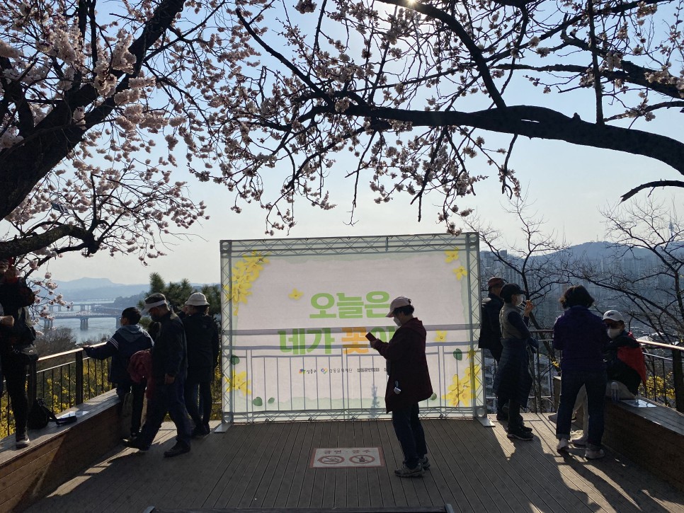 서울 응봉산 개나리 만개 4월 꽃구경 봄나들이 가세요!