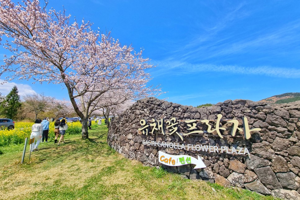 제주도 드라이브 코스 제주 녹산로 벚꽃길 가시리 유채꽃 도로