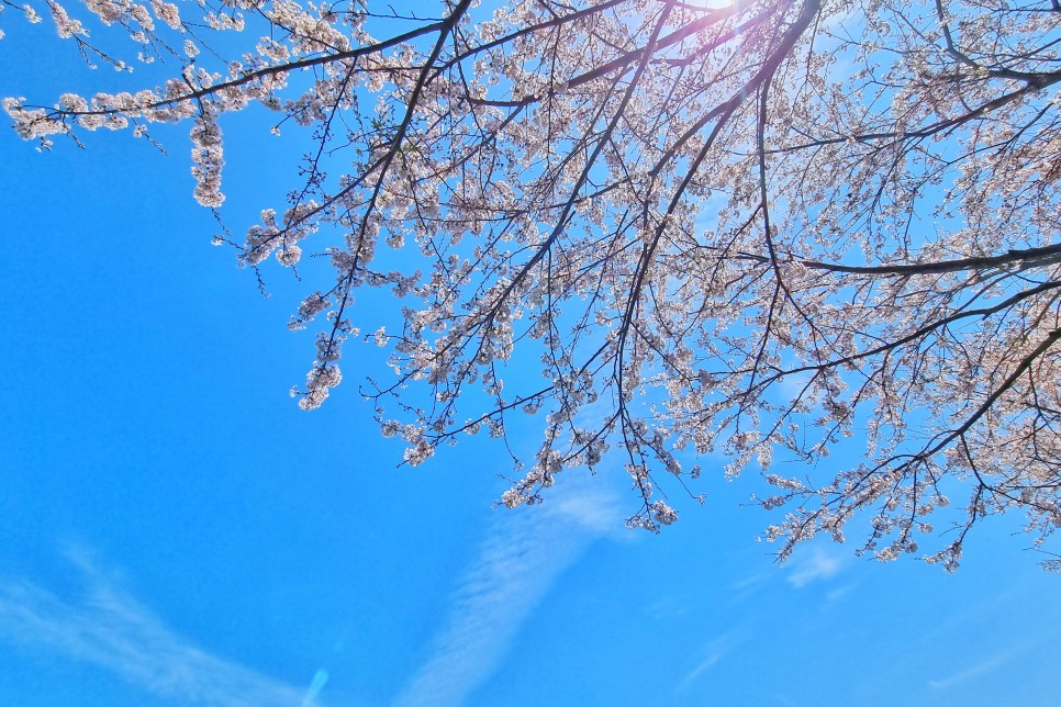 제주도 드라이브 코스 제주 녹산로 벚꽃길 가시리 유채꽃 도로