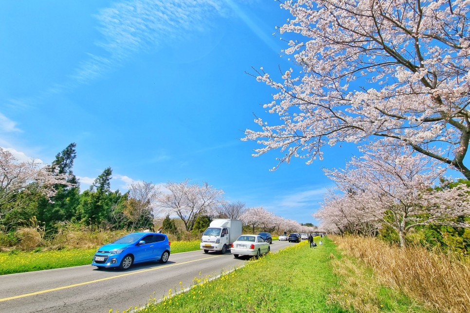 제주도 드라이브 코스 제주 녹산로 벚꽃길 가시리 유채꽃 도로