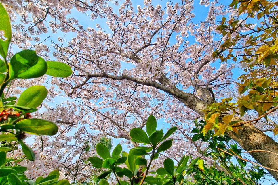 제주도 드라이브 코스 제주 녹산로 벚꽃길 가시리 유채꽃 도로